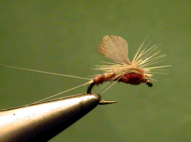 Mayfly Imitations - Fly Fishing Yellowstone National Park